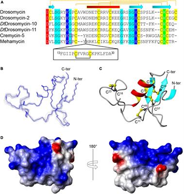 Mutation-driven evolution of antibacterial function in an ancestral antifungal scaffold: Significance for peptide engineering